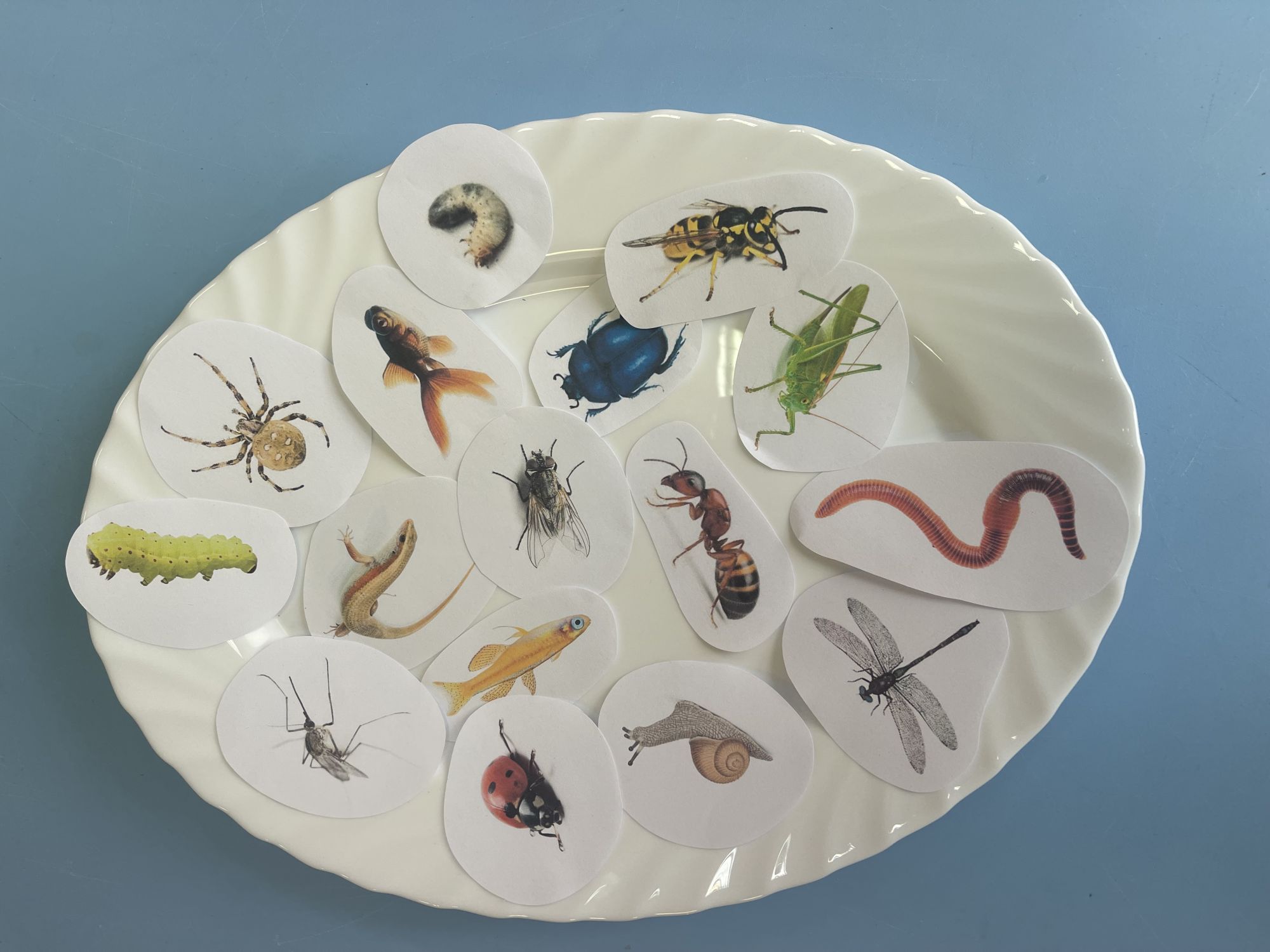 5-	Na dużym talerzu rozłożone są maleńkie rysunki żabich przysmak&oacute;w, takich jak komar, pszczoła, larwa, mucha, żuk, pasikonik, ważka, pająk, malutka rybka, dżdżownica, ślimak, gąsienica, biedronka.